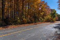 an empty road is shown with yellow autumn leaves on it and lots of trees in the background