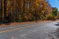 an empty road is shown with yellow autumn leaves on it and lots of trees in the background