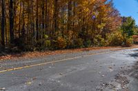 an empty road is shown with yellow autumn leaves on it and lots of trees in the background