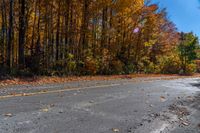 an empty road is shown with yellow autumn leaves on it and lots of trees in the background