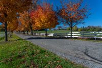 a tree lined path through a field between two wooden gates and trees with orange, orange, red and green leaves