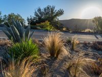 the sun is shining over this desert with some plants and trees on the side of the road