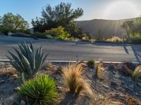 the sun is shining over this desert with some plants and trees on the side of the road