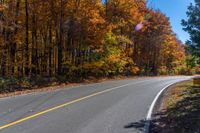 an empty road going past some trees with autumn colored foliages, in the woods