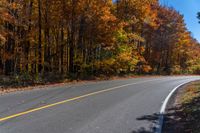 an empty road going past some trees with autumn colored foliages, in the woods