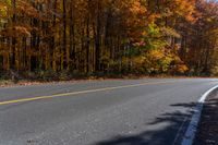 an empty road going past some trees with autumn colored foliages, in the woods