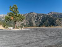 a lone pine tree sitting on a gravel parking lot with mountains in the background and a mountain view