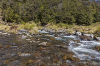 the clear water flows down the creek between some trees and grass and rocks on the ground