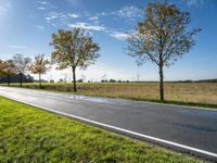 there is a road and several trees along the road on both sides of it that is a field with grass