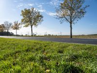 there is a road and several trees along the road on both sides of it that is a field with grass