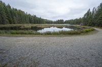 a lake on a gravel road surrounded by trees and trees in the distance are several evergreen trees and some rocks