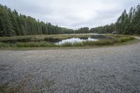 a lake on a gravel road surrounded by trees and trees in the distance are several evergreen trees and some rocks