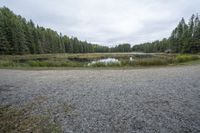 a lake on a gravel road surrounded by trees and trees in the distance are several evergreen trees and some rocks