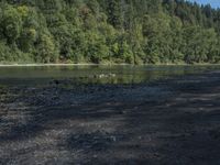 a dog is standing near a body of water in front of trees and rocks on the bank