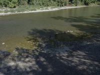 a lake filled with clear green water next to some trees and plants around it has moss on the surface