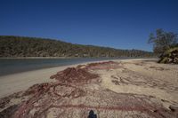 a person is standing at the edge of a beach near water with red dirt and trees in front of them