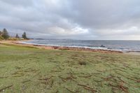 trees and grass along the shore near the ocean on a cloudy day for the beach cleanup