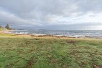 trees and grass along the shore near the ocean on a cloudy day for the beach cleanup