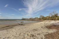 a beach with trees that have fallen from the sand and on the water are also the sky