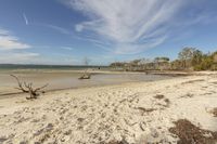 a beach with trees that have fallen from the sand and on the water are also the sky