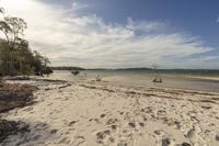 a beach with footprints in the sand, trees and water on the edge of the beach