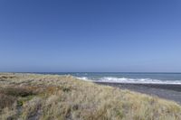 the beach has yellow grasses growing in the sand and a blue sky above it with a wave breaking towards a black sandy beach