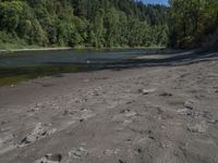 sand, water and trees in an outdoor setting with sand on the ground near a forest