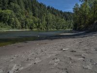 sand, water and trees in an outdoor setting with sand on the ground near a forest