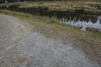 a lake with grass and rocks in the middle of it, with an animal on it