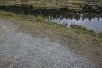 a lake with grass and rocks in the middle of it, with an animal on it