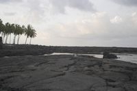 a group of people on some rocks by the water with palm trees in the back