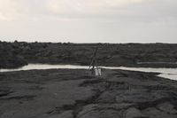 a group of people on some rocks by the water with palm trees in the back