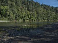 a man and dog with a frisbee on the shoreline of the river while surrounded by evergreens