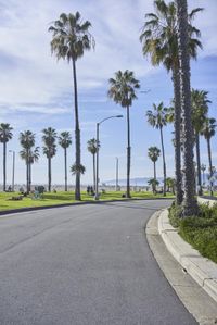 a long street lined with palm trees and people sitting on benches near the edge of the road