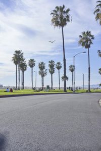 a long street lined with palm trees and people sitting on benches near the edge of the road