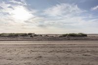 the sand is covered in thick vegetation, and there are tracks leading through it to the beach