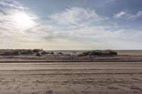 the sand is covered in thick vegetation, and there are tracks leading through it to the beach