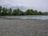 water on the river's bank near trees with a few stones all around it