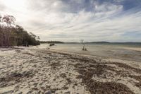 a sandy beach has many debris in the ocean, and trees with the sky above