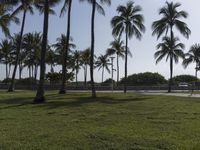 a car driving past palm trees in the distance on a sunny day in florida beach