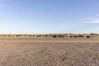 a view of a dry and open landscape with many brushy trees in the distance