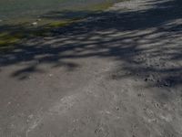 a black frisbee with white handles and a black back sits on the ground near a river