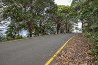 the road goes along the water line and leaves are covering the path, along with the trees in the background