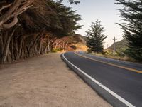 an empty road next to pine - covered trees on a sunny day, near carmel point