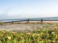 Coastal Road in California with Clear Sky and Spring Flowers