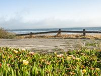 Coastal Road in California with Clear Sky and Spring Flowers