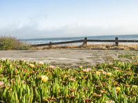 Coastal Road in California with Clear Sky and Spring Flowers