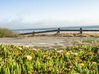 Coastal Road in California with Clear Sky and Spring Flowers