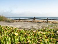 Coastal Road in California with Clear Sky and Spring Flowers