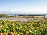 Coastal Road in California with Clear Sky and Spring Flowers